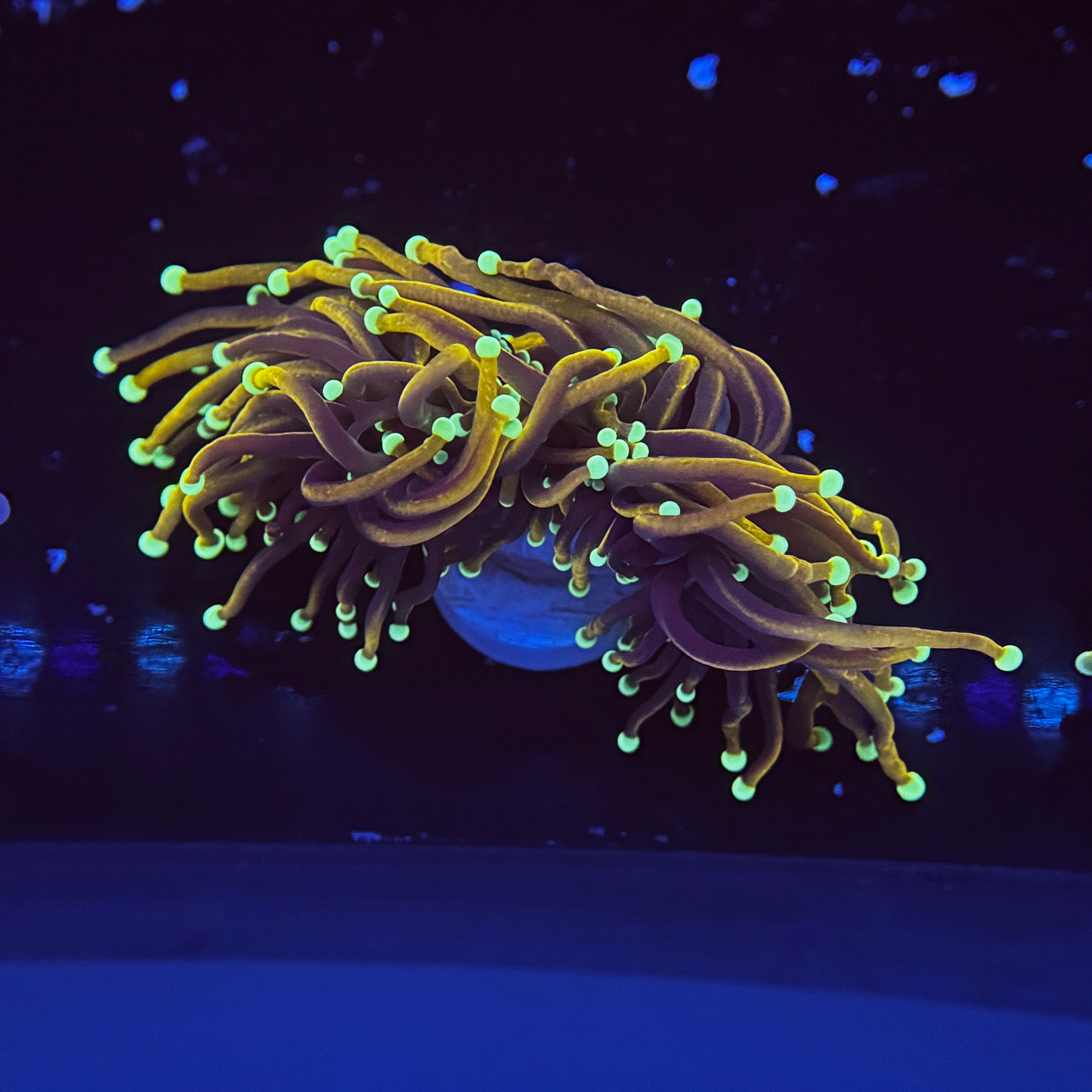 Orange Peel Gold Torch