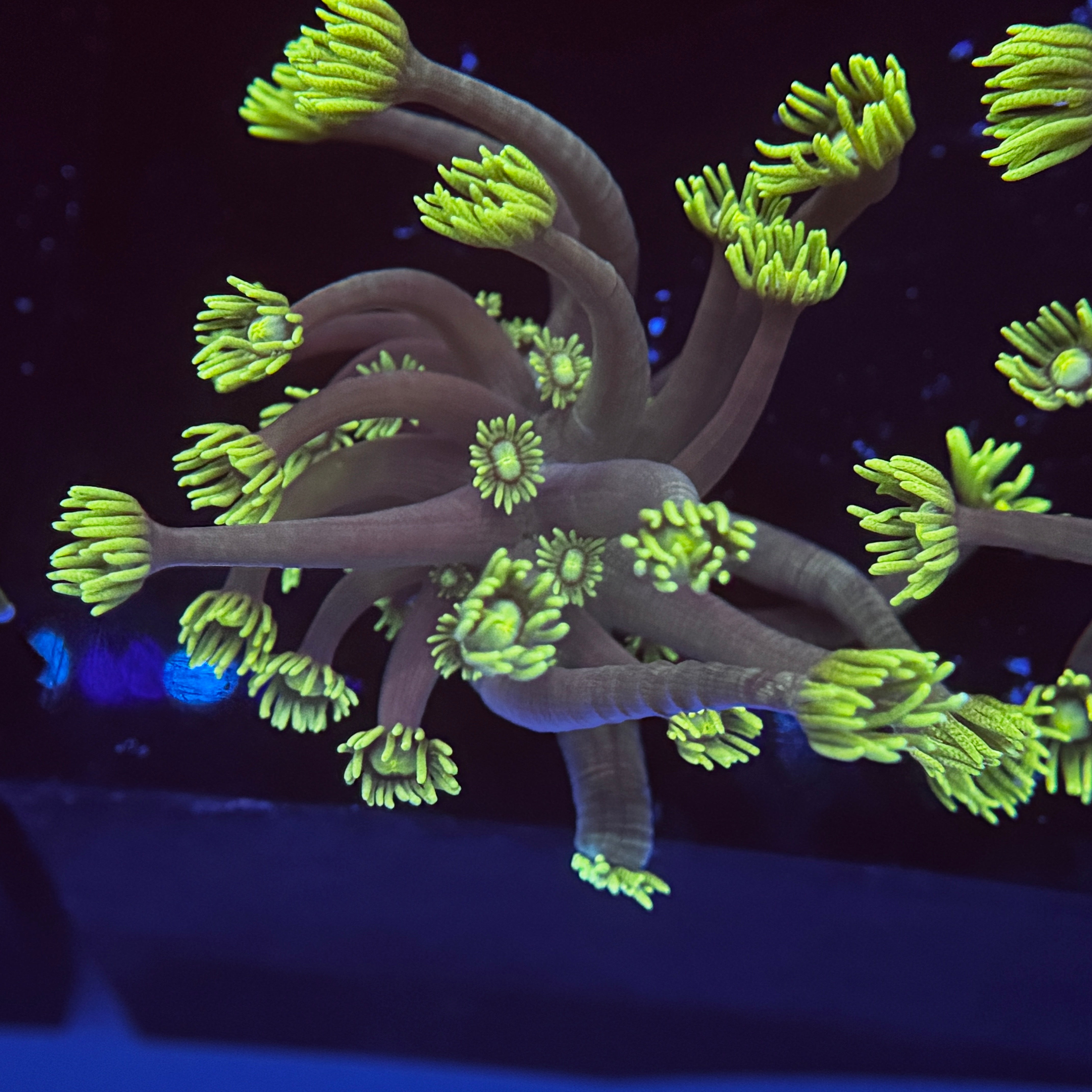 Master Yoda Goniopora