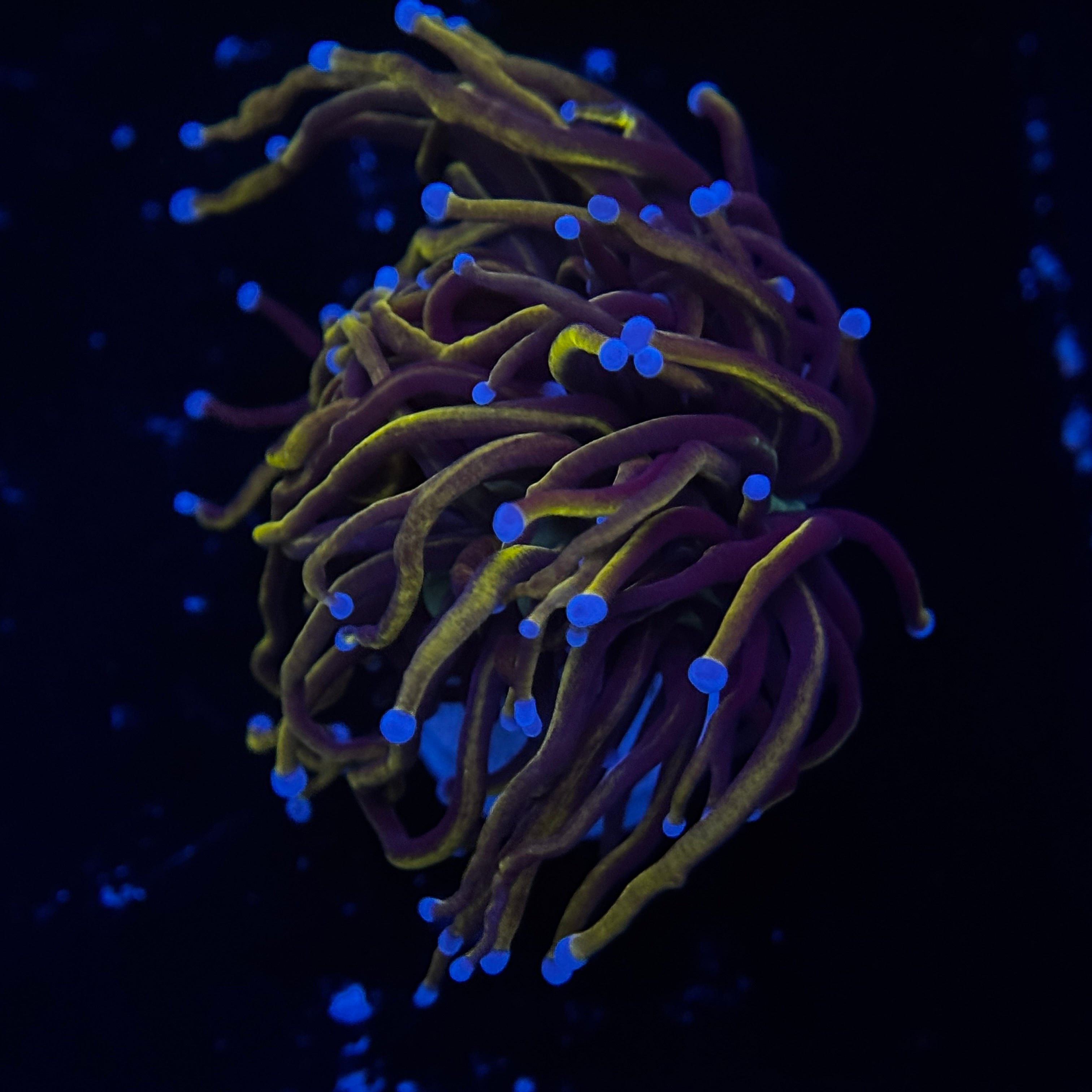 New York Knicks Gold Torch