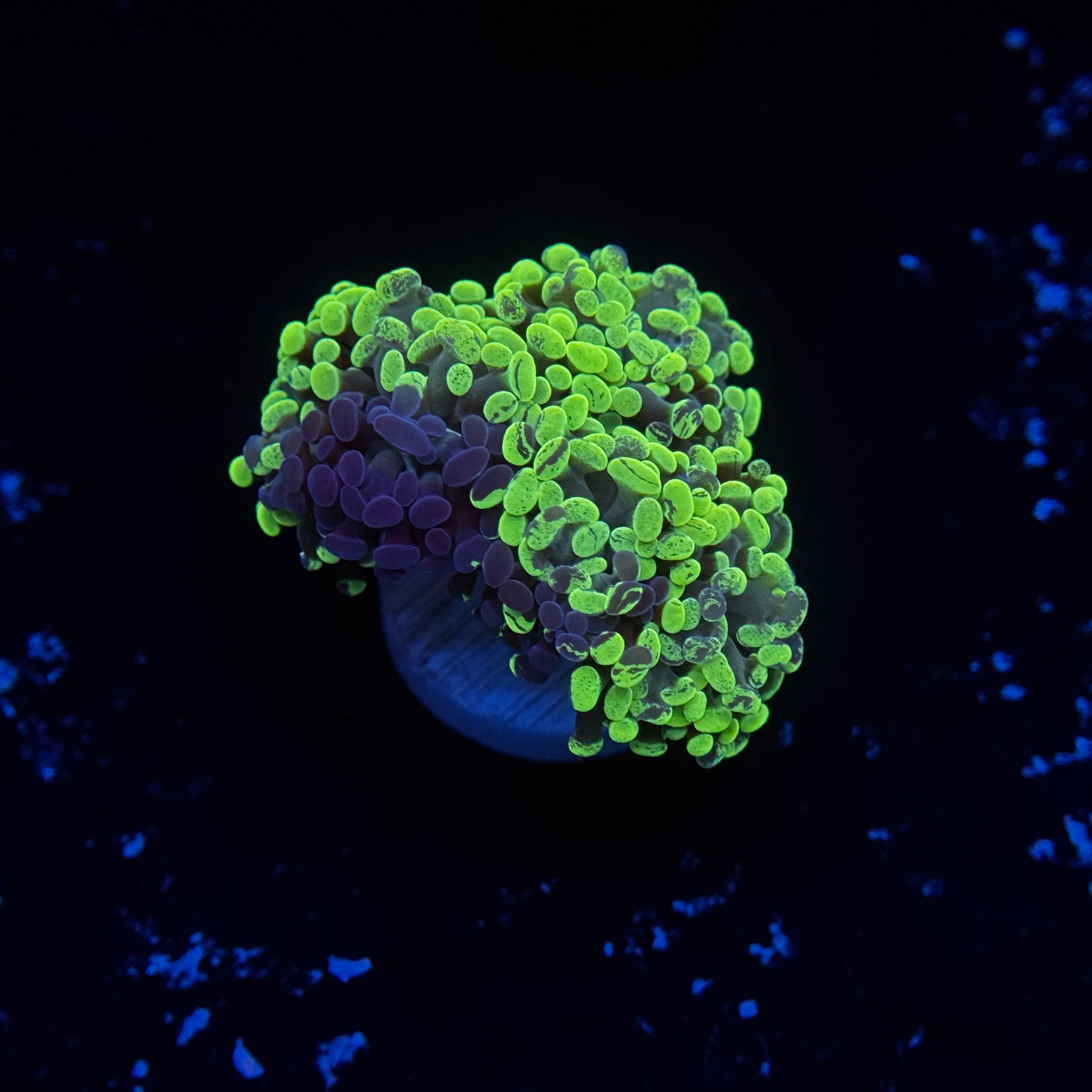 Bicolor Splatter Hammer