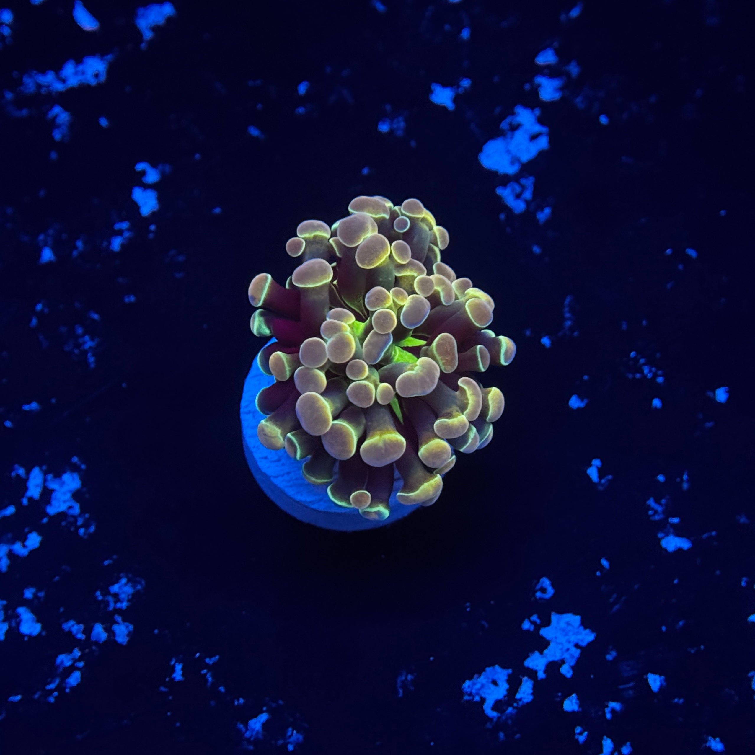 Rainbow Hologram Hammer