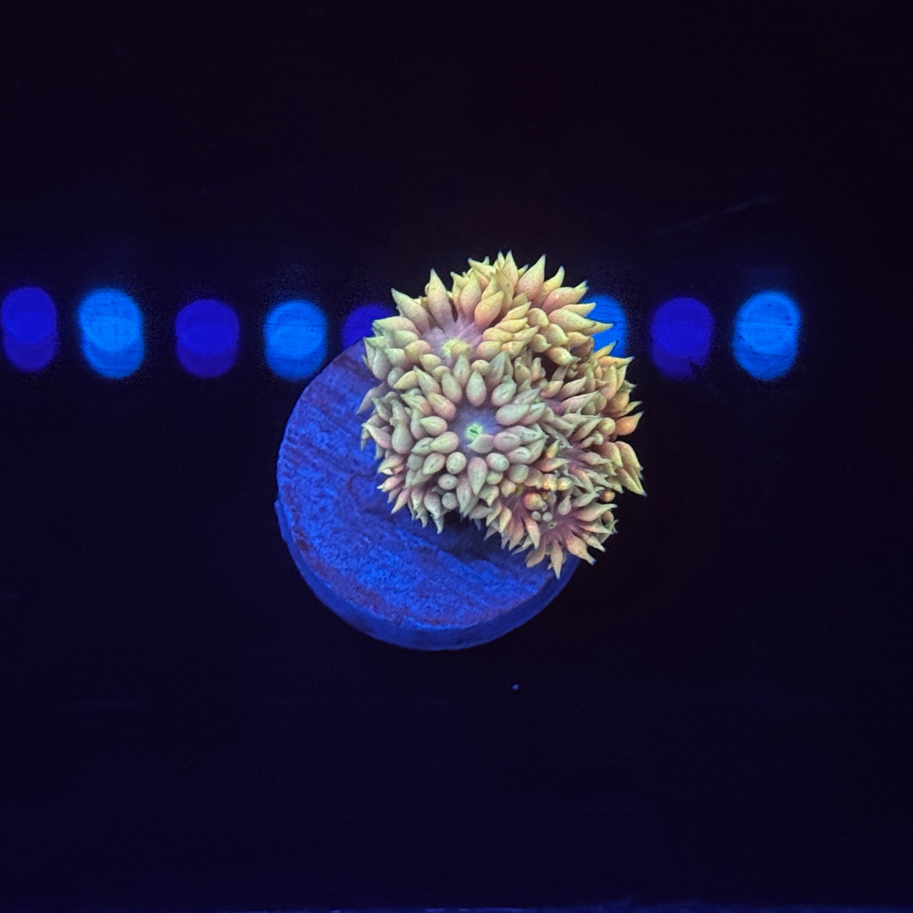 Angelic Sprite Goniopora