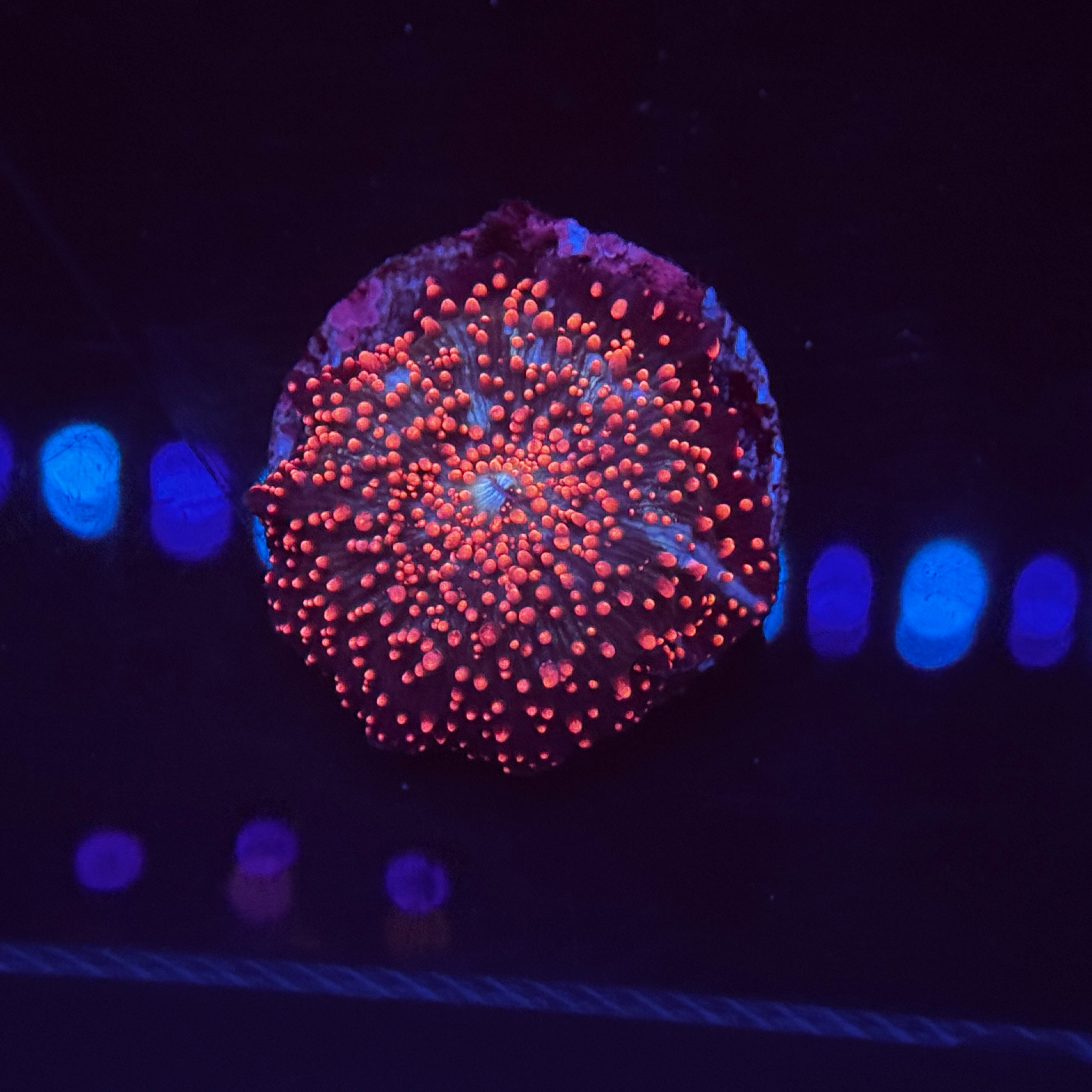 Interstellar Wagon Wheel Mushroom