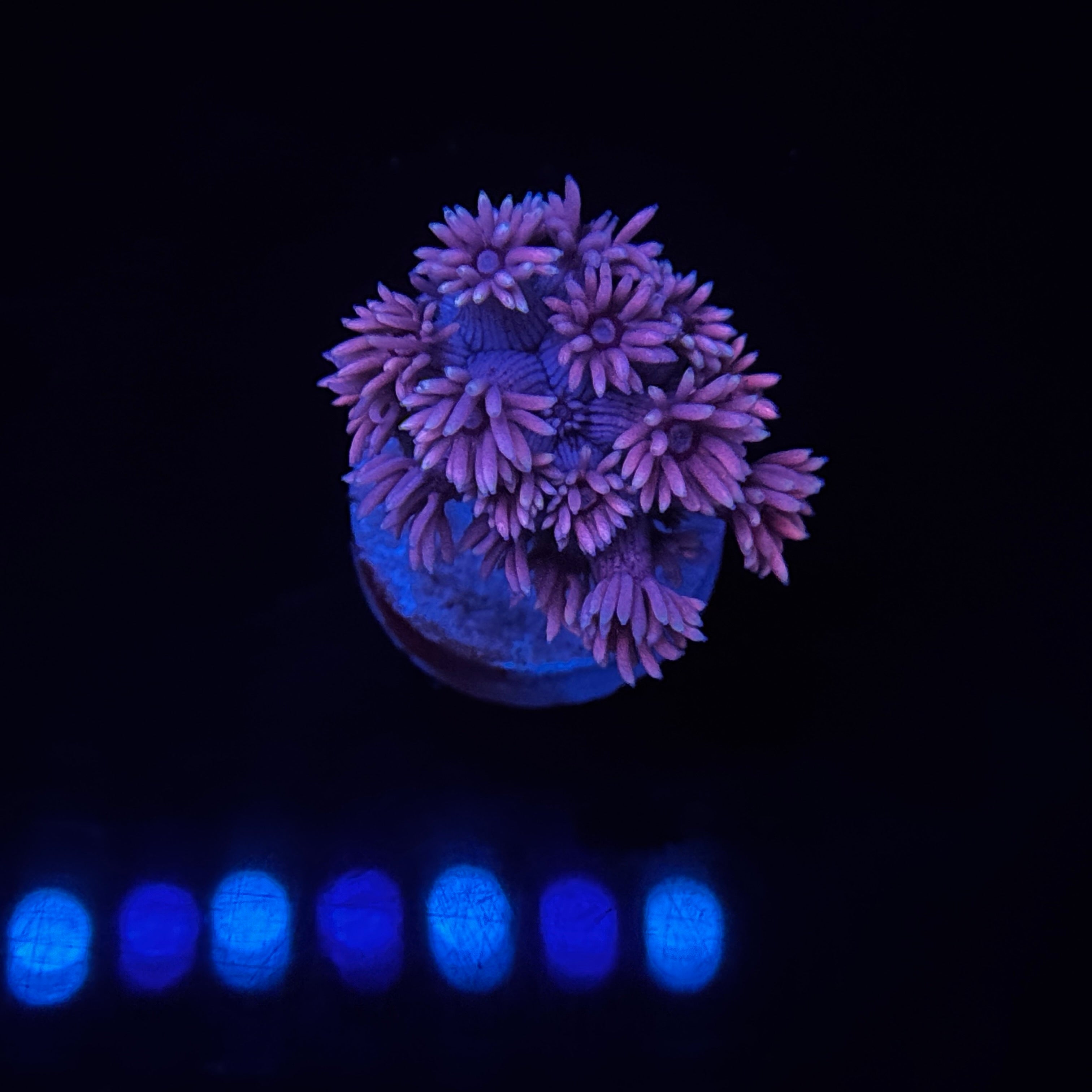 Cloud Burst Goniopora