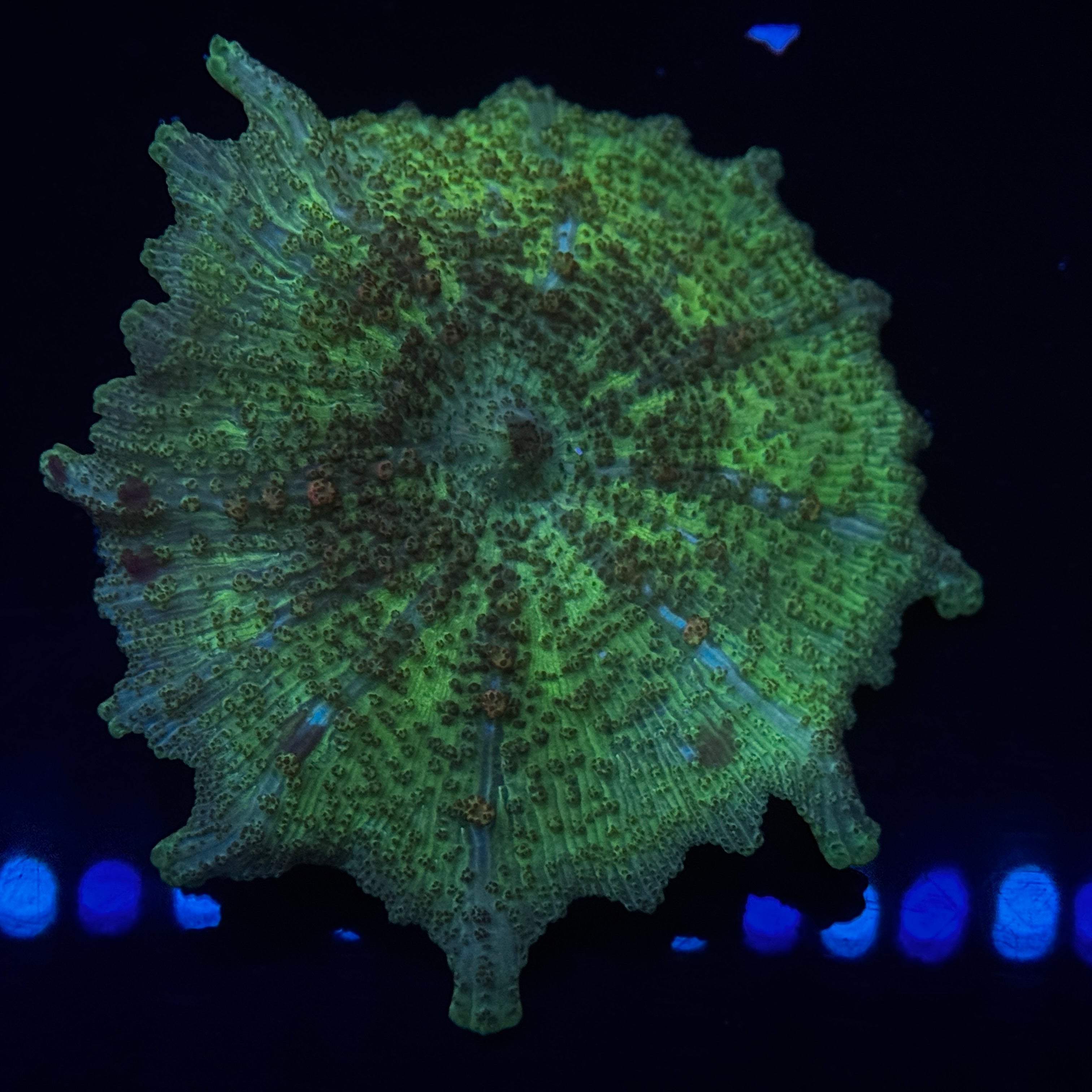 Green Neglectus Mushroom