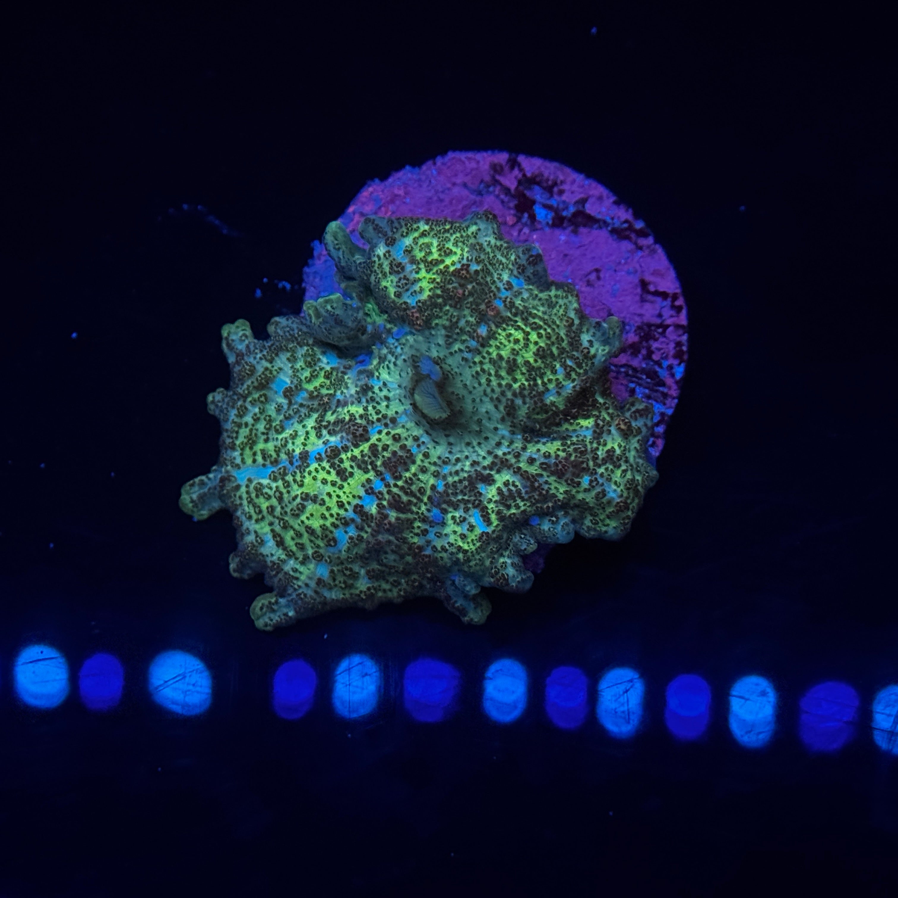 Green Neglectus Mushroom