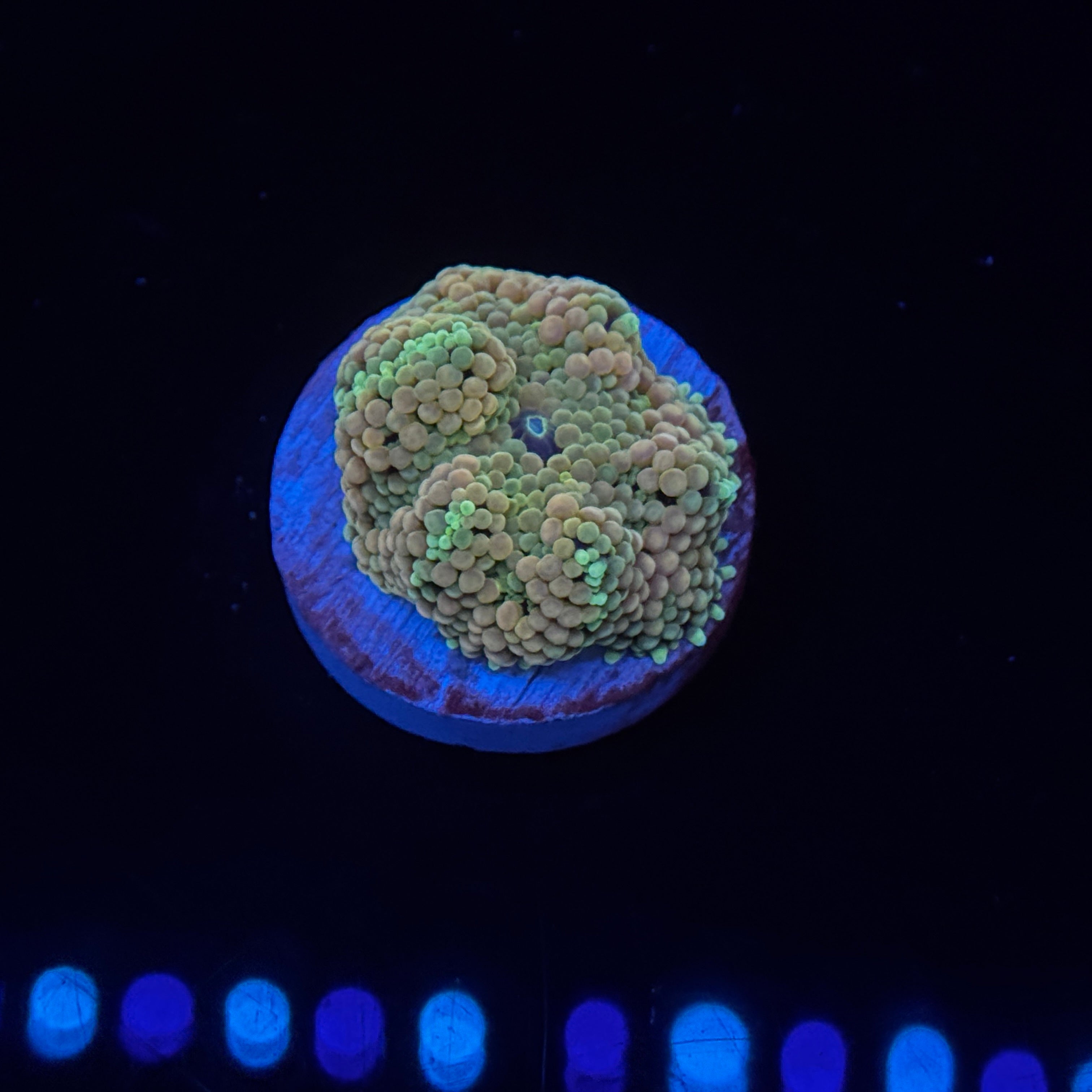 Belize Ricordea Mushroom