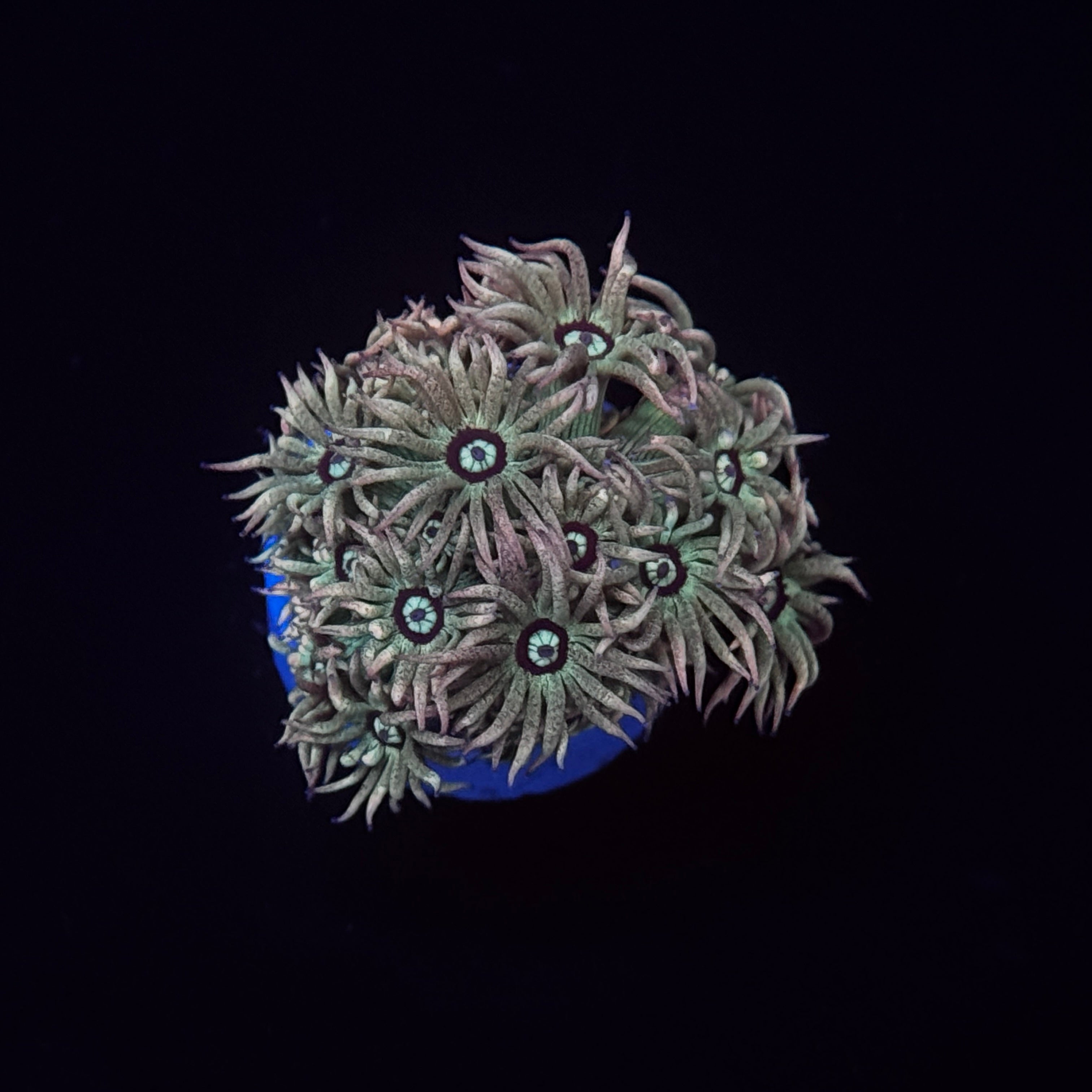 Tiger Balm Goniopora