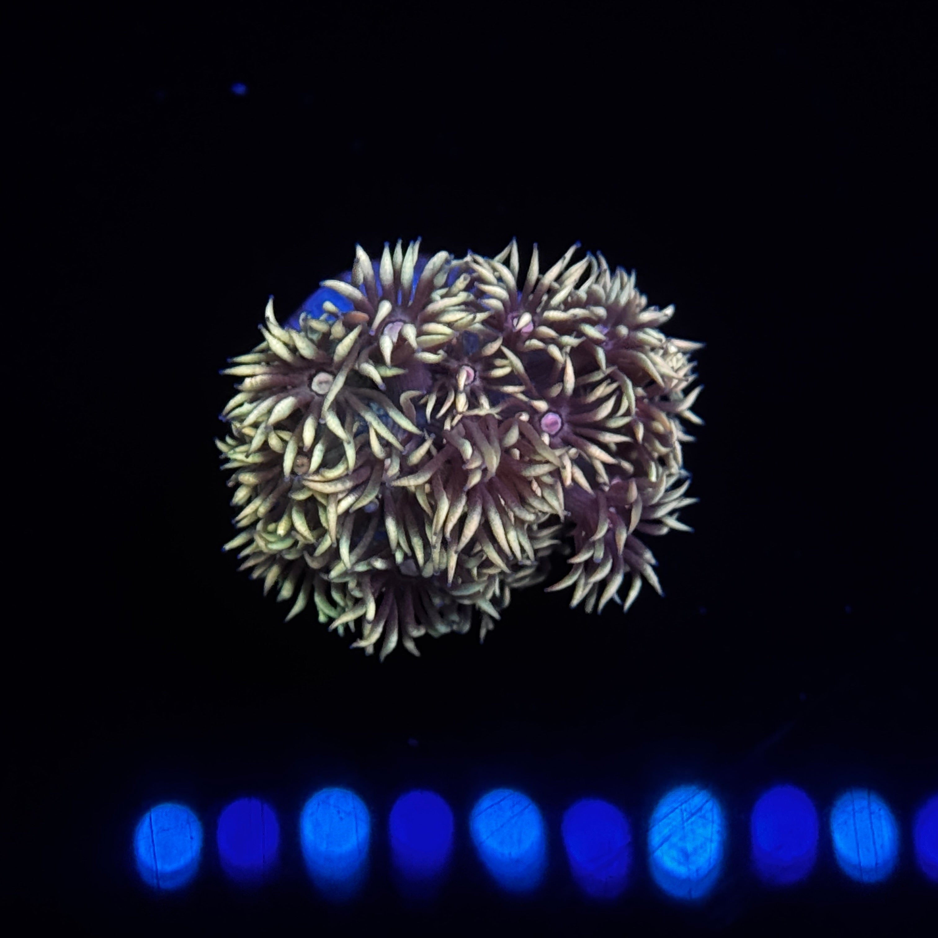 Tiger Balm Goniopora