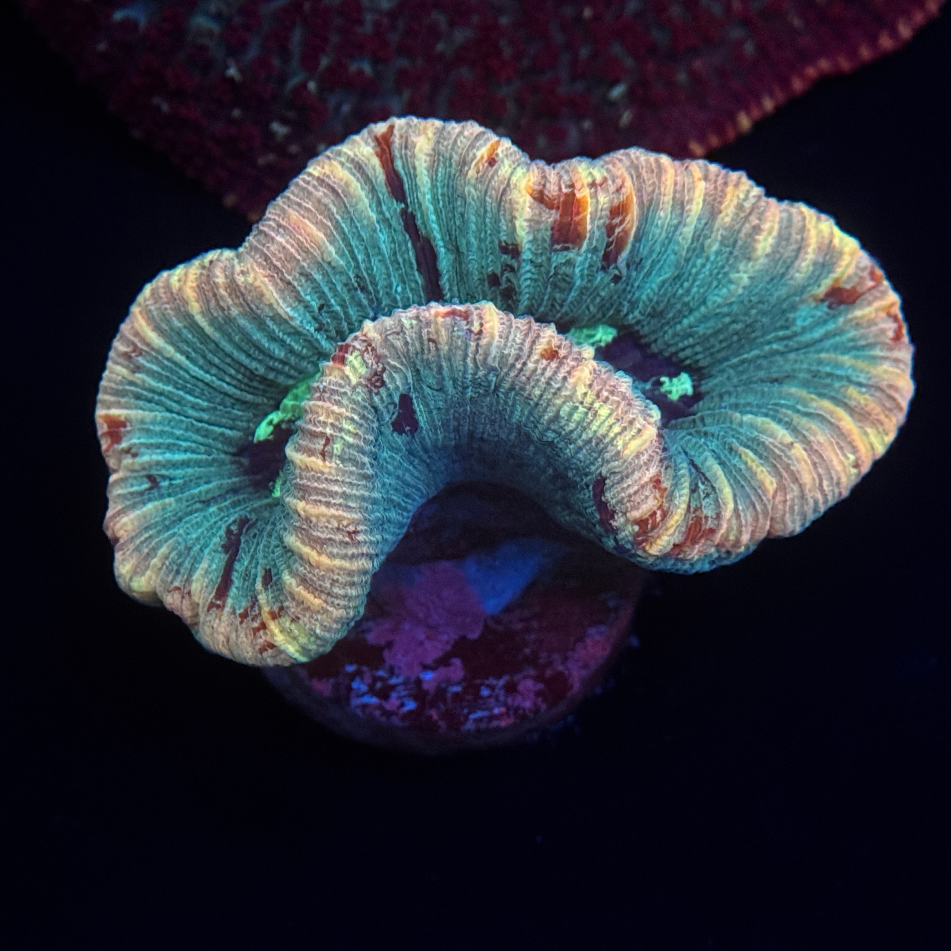 Rainbow Trachy Brain