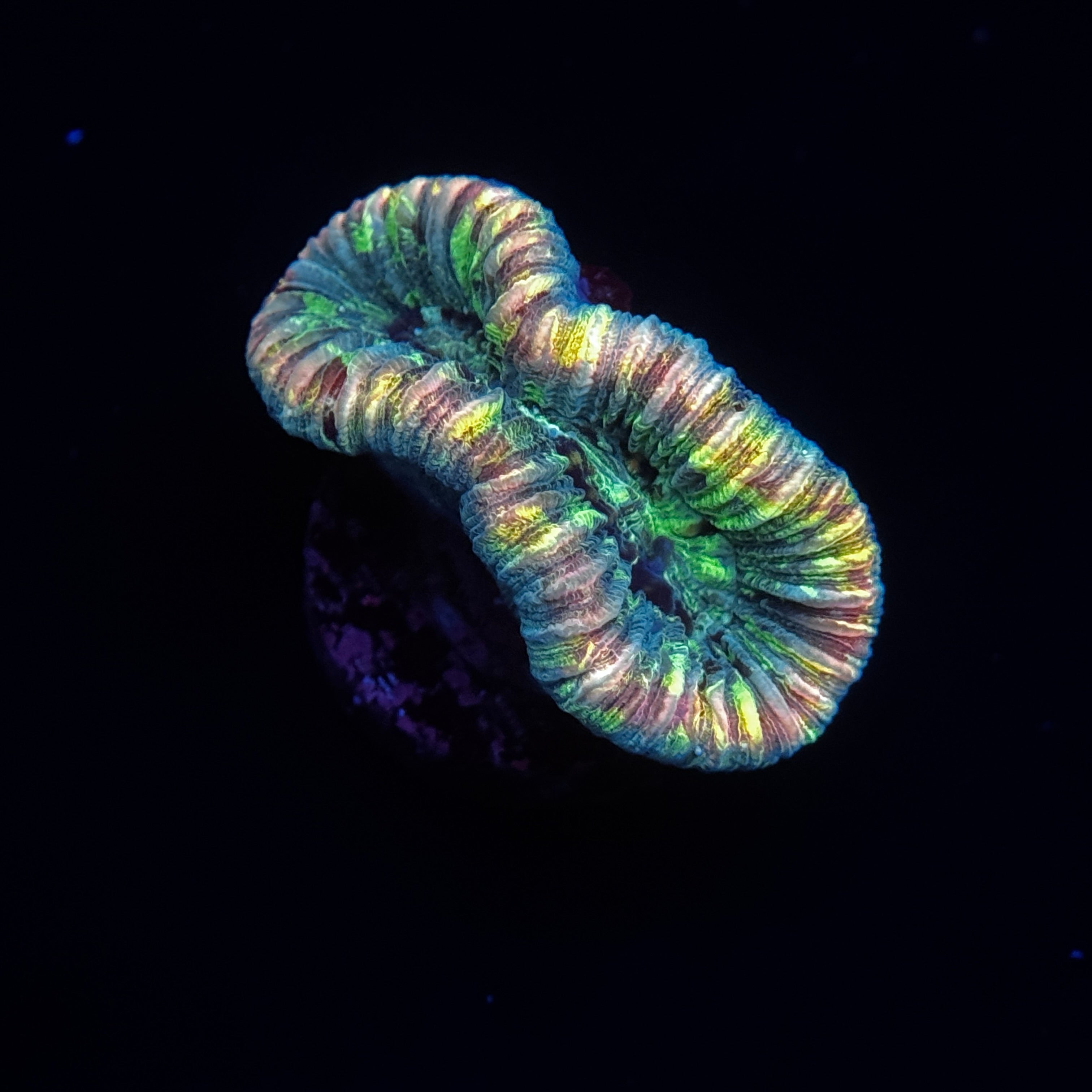 Rainbow Trachy Brain