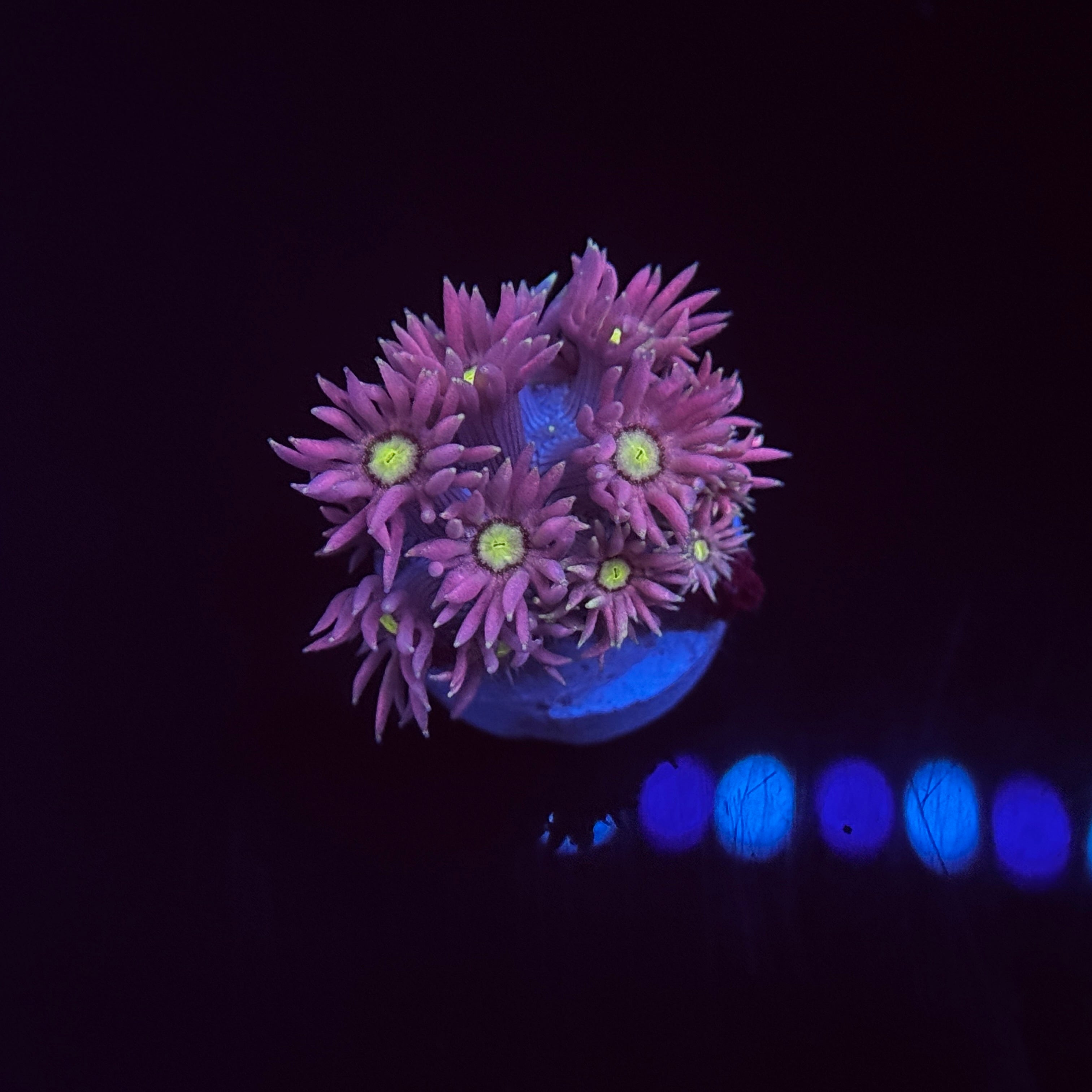 Tropic Daisy Goniopora