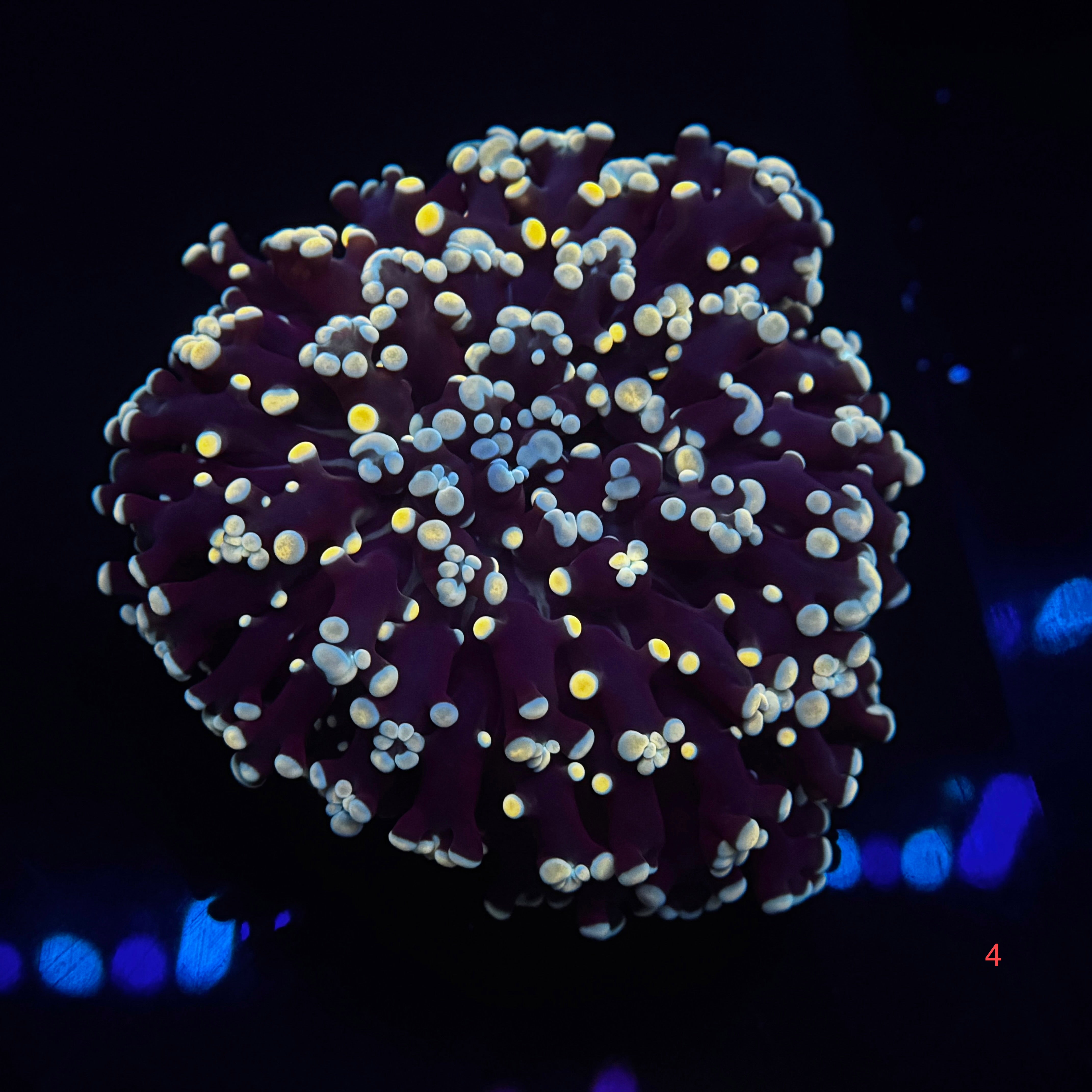 Dark Golden Kingspawn