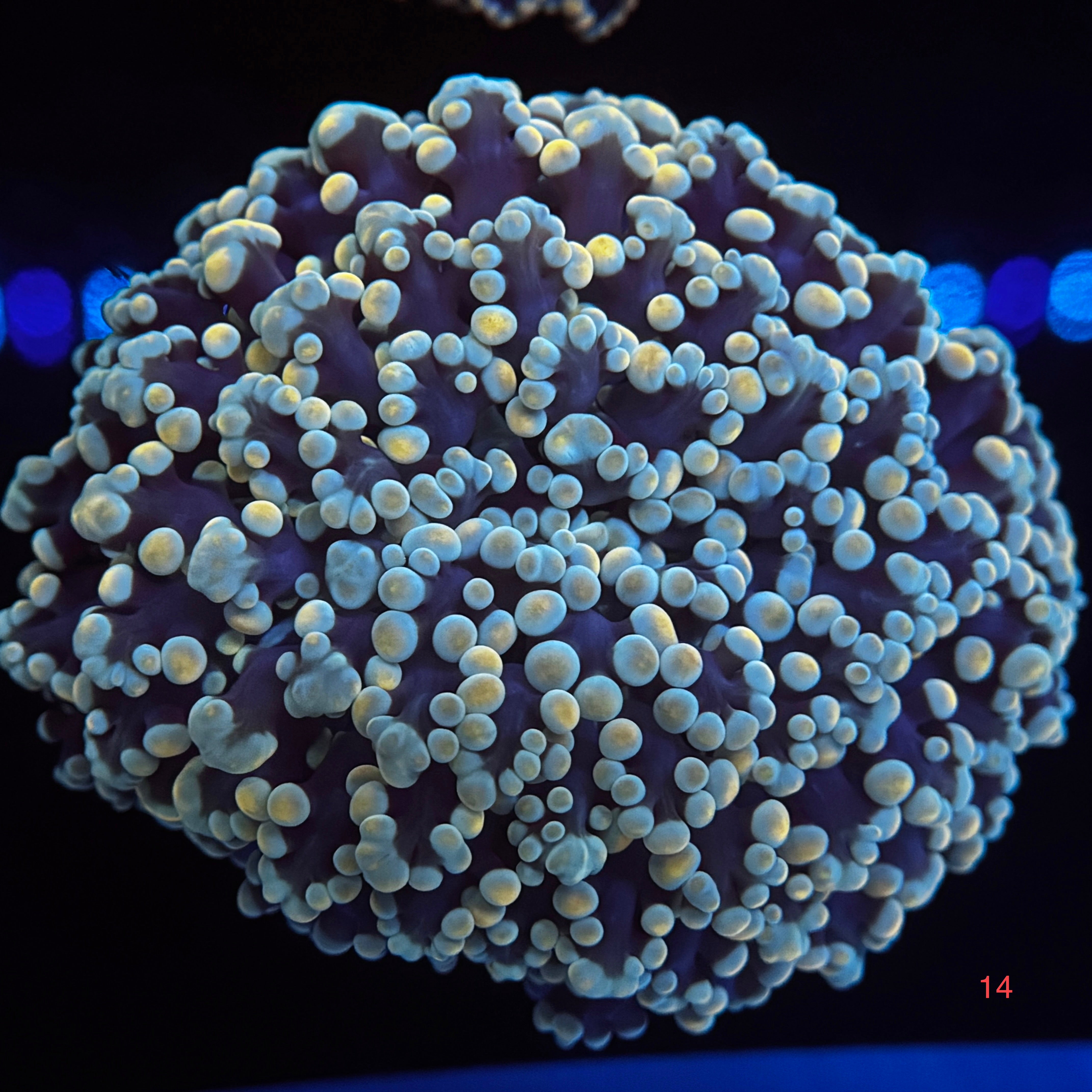 Golden Sapphire Kingspawn