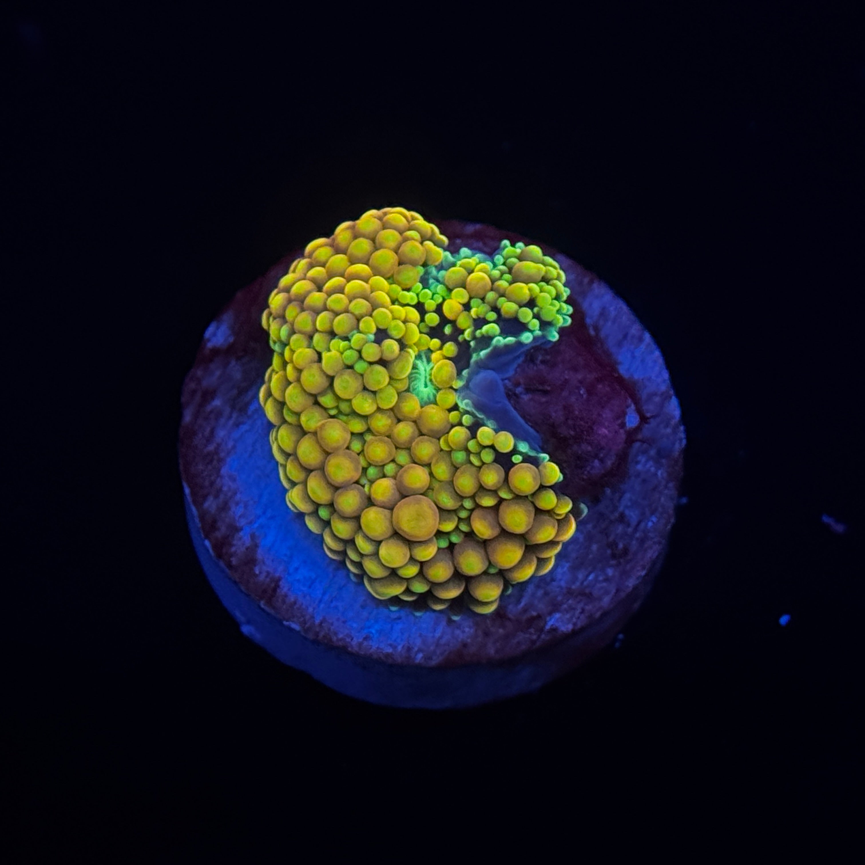 Belize Ricordea Mushroom