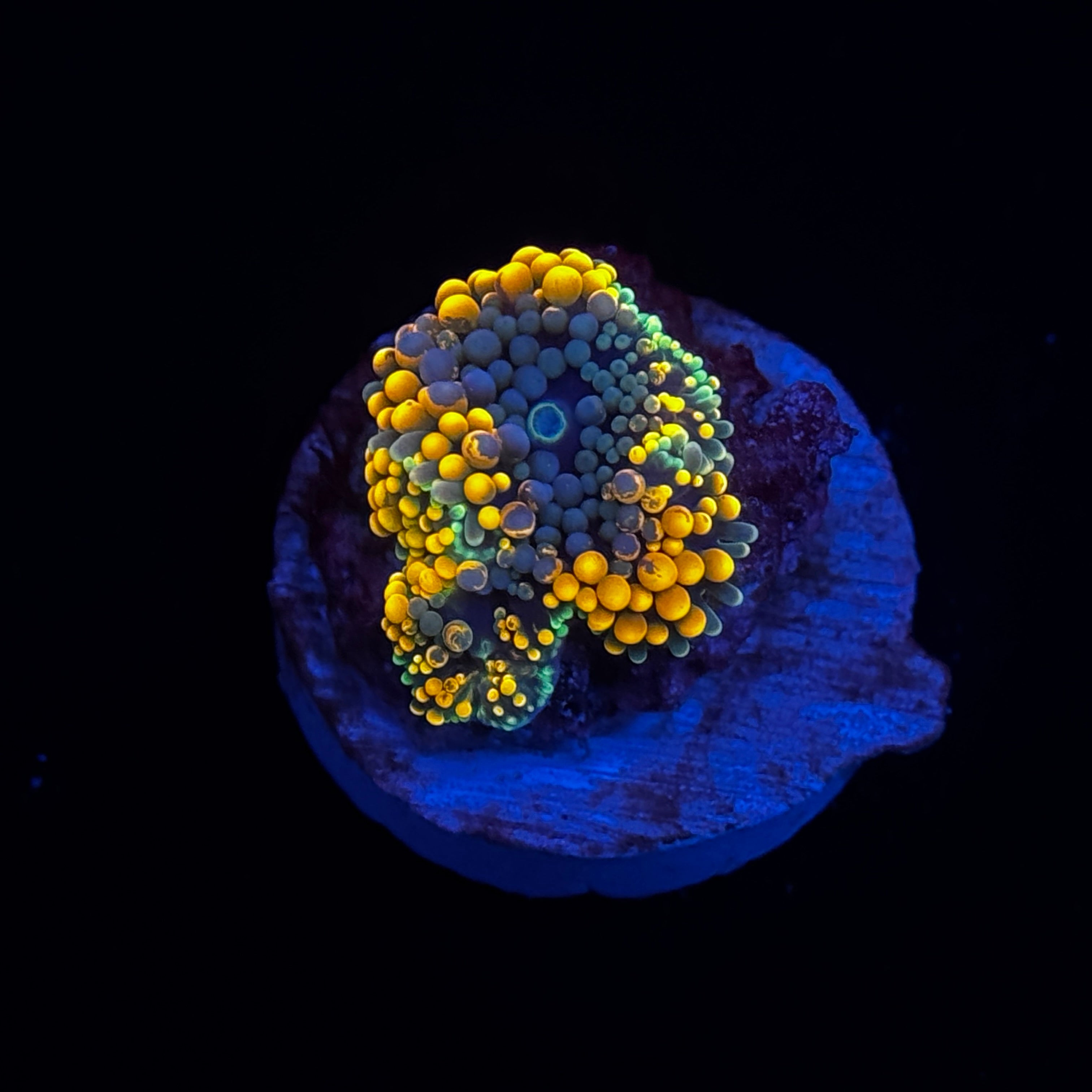 Belize Ricordea Mushroom