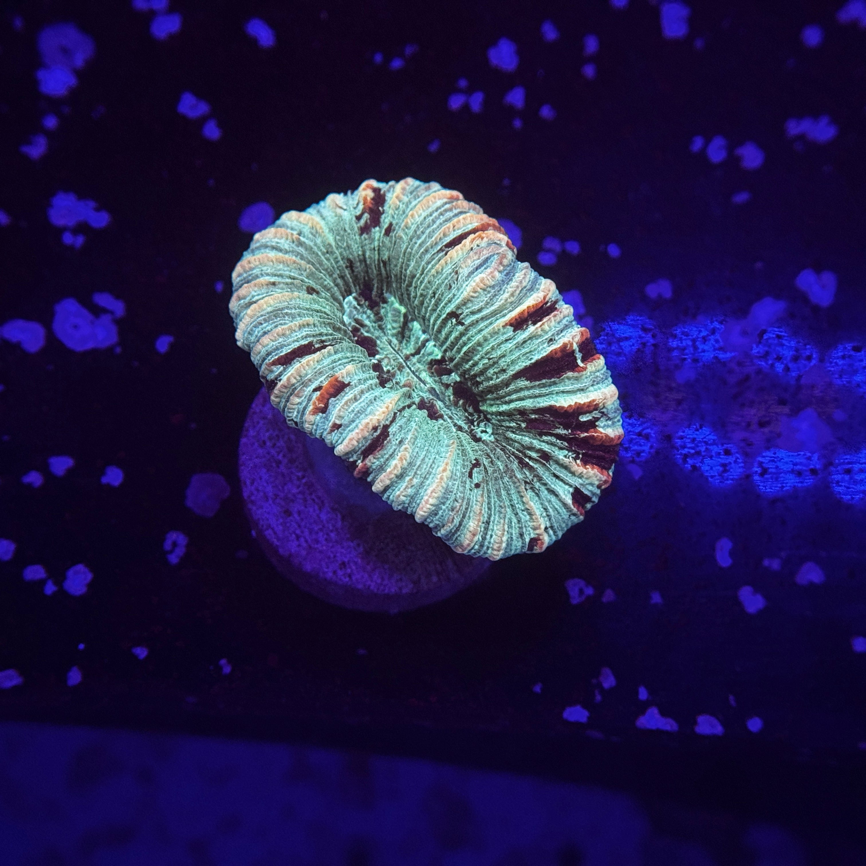 Rainbow Trachy