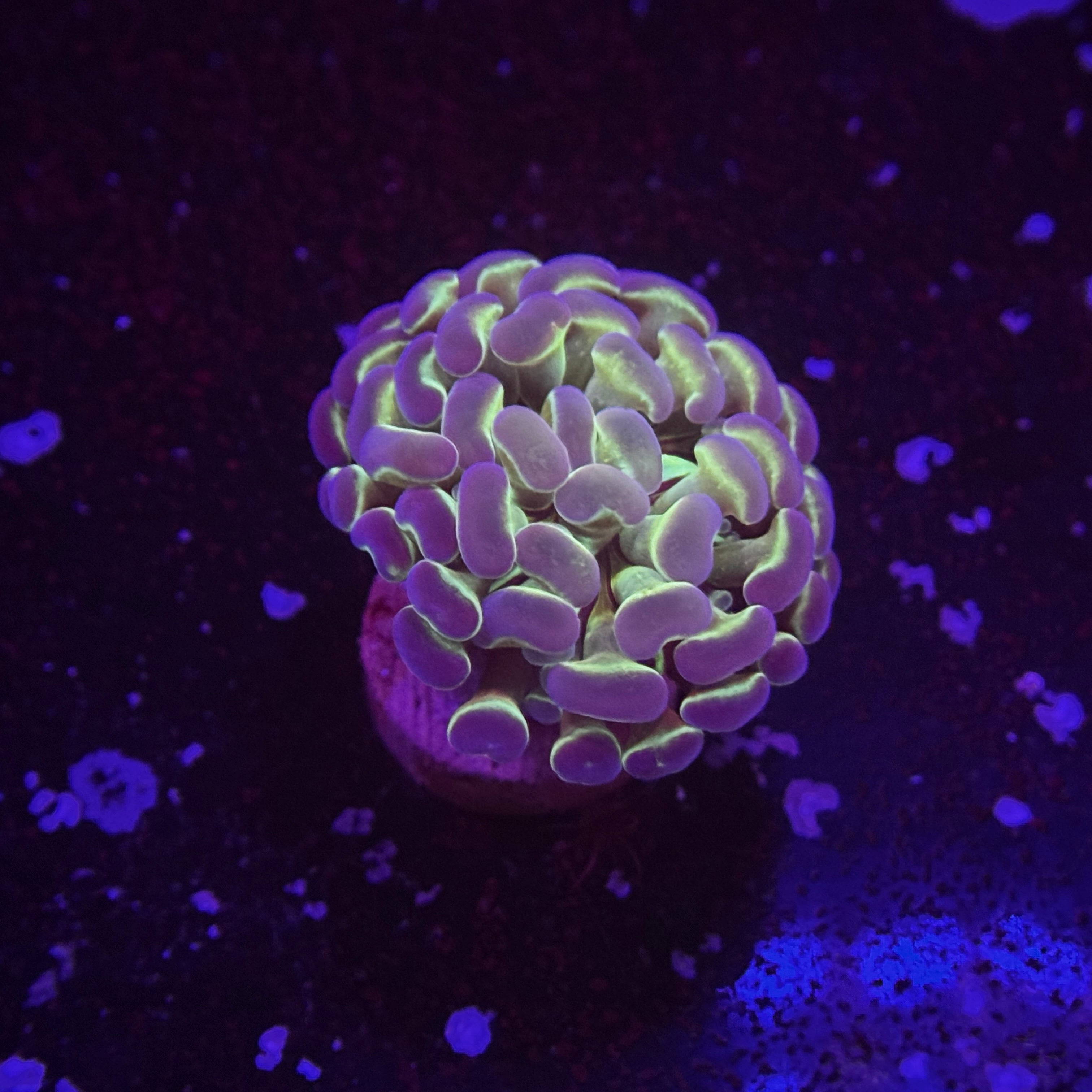 Hologram Hammer