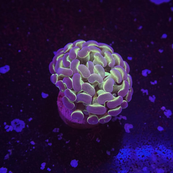 Hologram Hammer