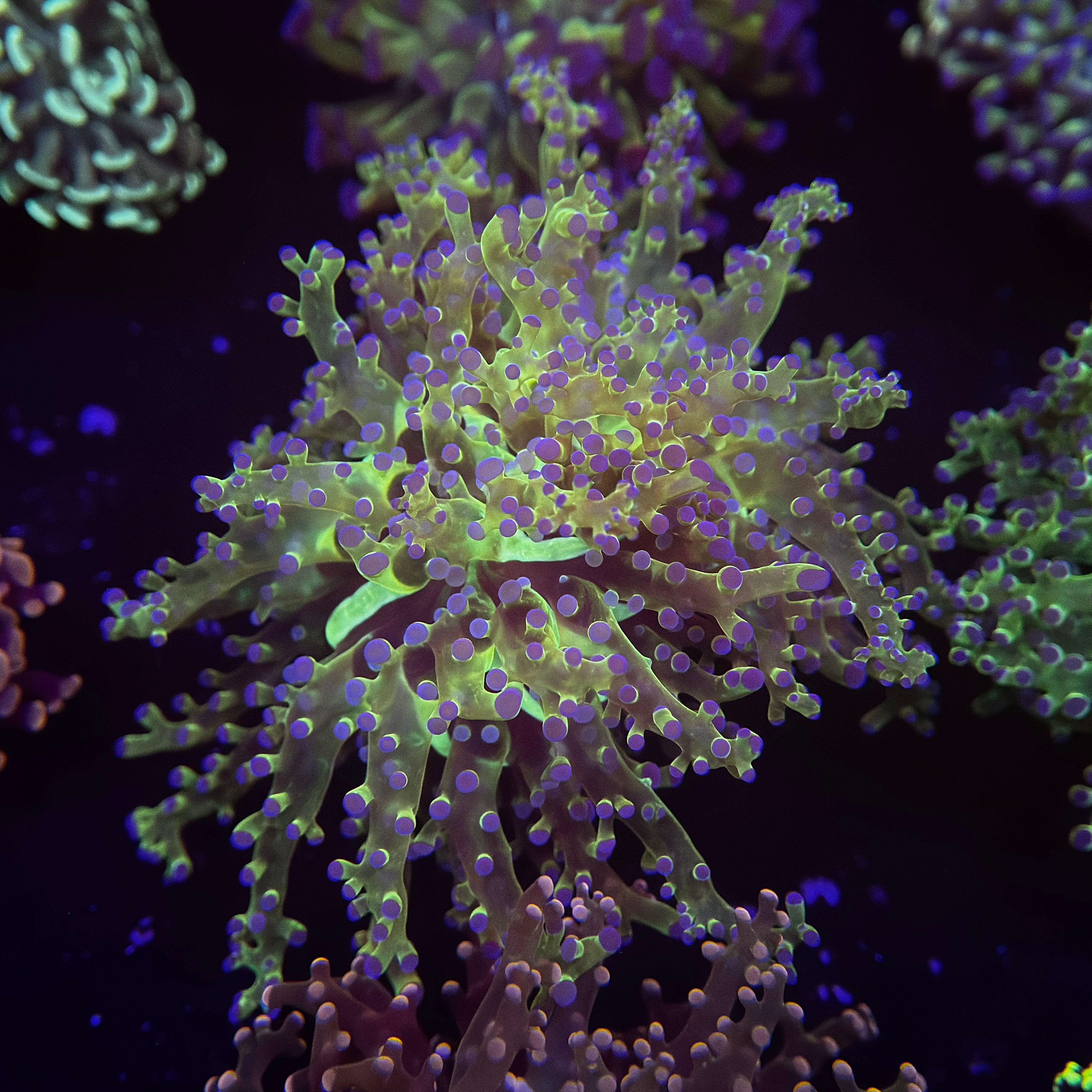 OG Bicolor Frogspawn