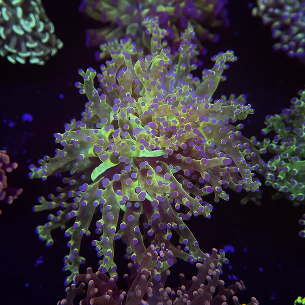 OG Bicolor Frogspawn
