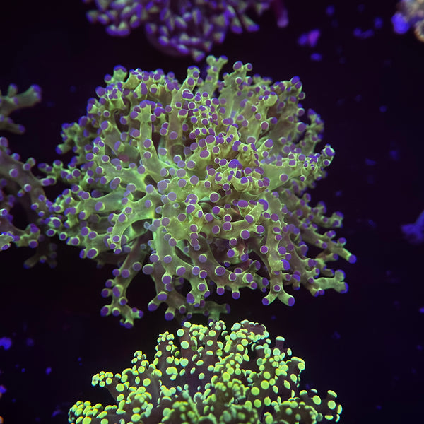 OG Bicolor Frogspawn