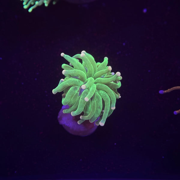 Malaysian Cotton Candy Torch