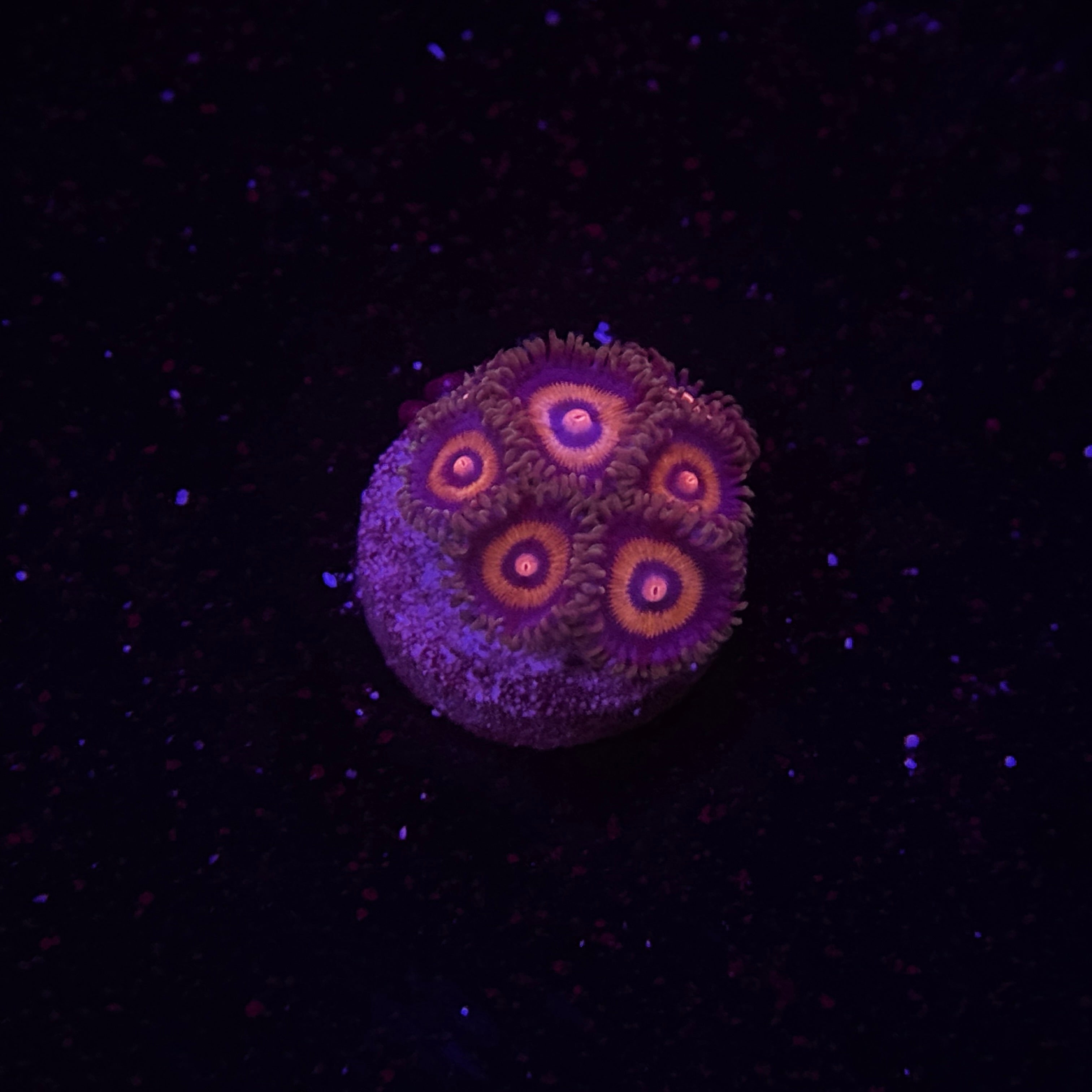 JF Supergirls Zoanthids