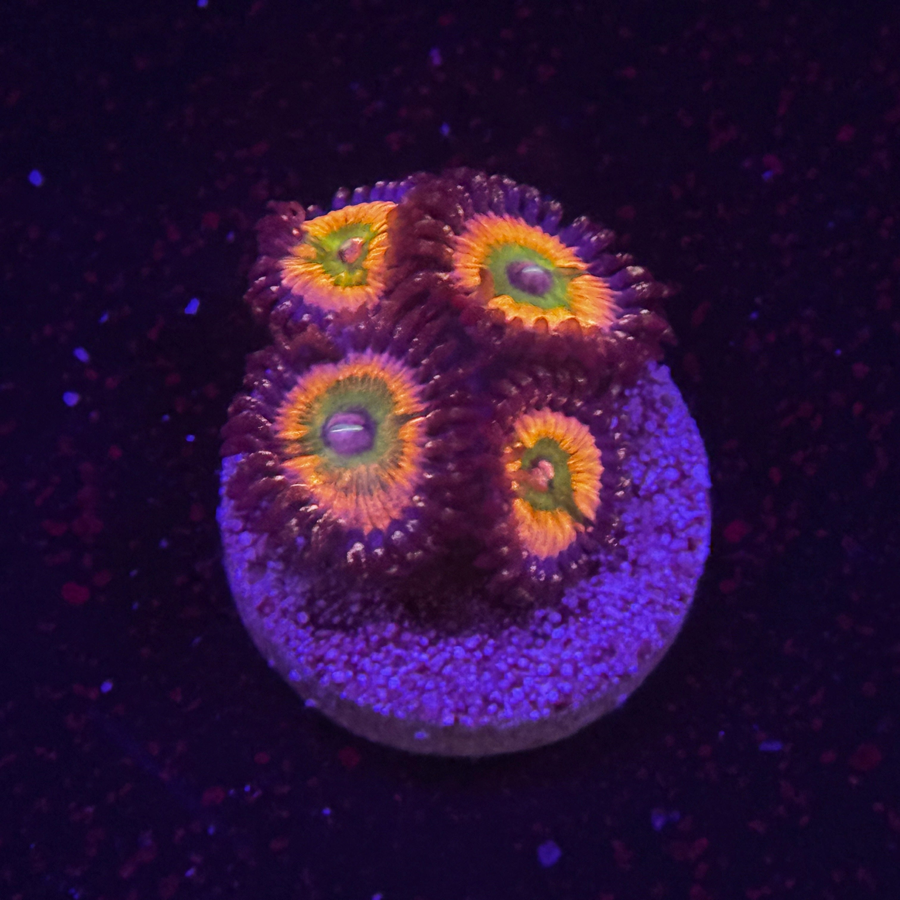 Rainbow Infusion Zoanthids
