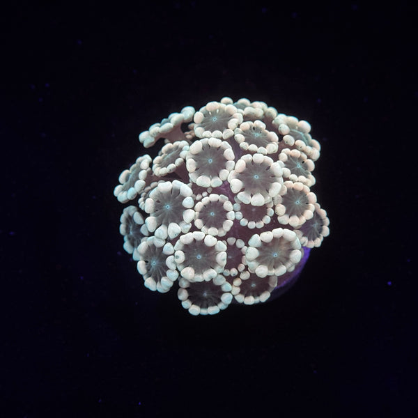 Irish Alveopora