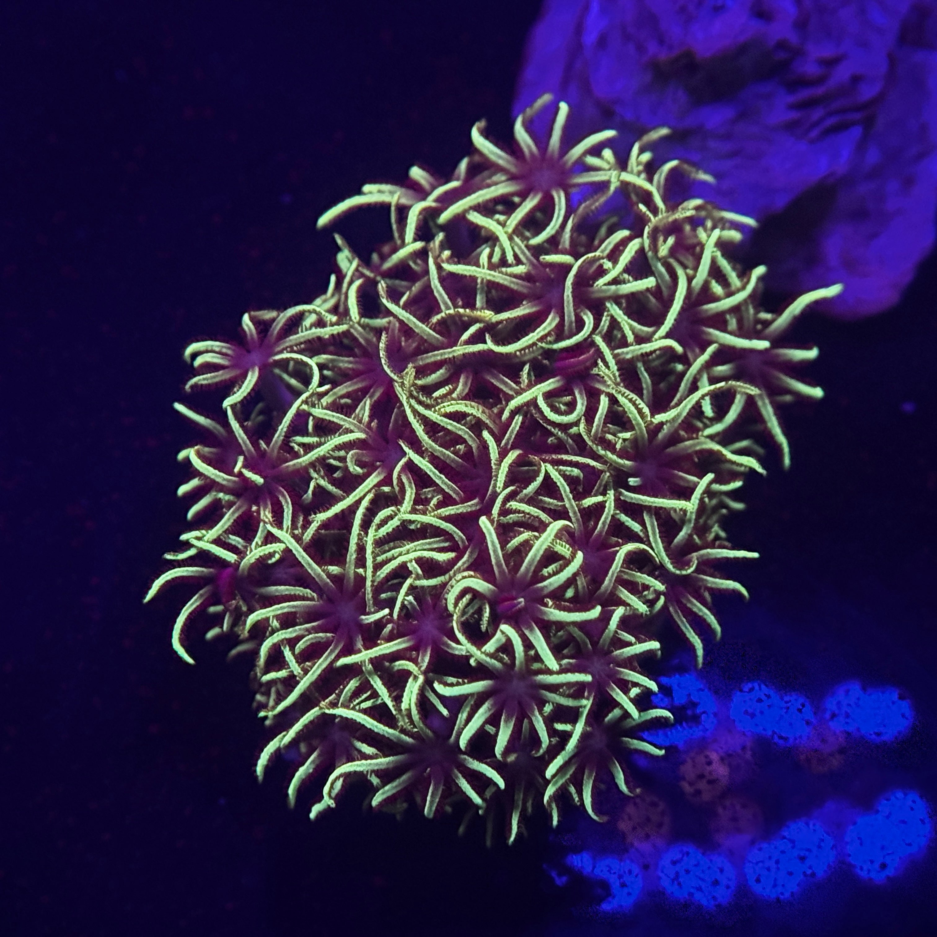 OG Green Star Polyps