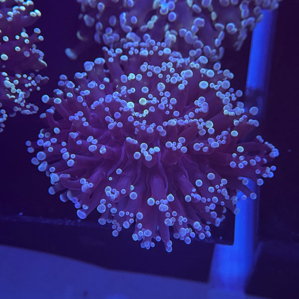 Dark Kingspawn