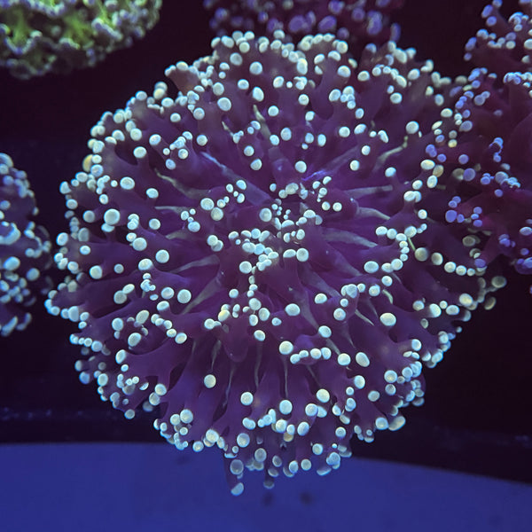 Dark Kingspawn
