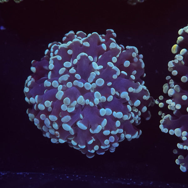 Blue Kingspawn