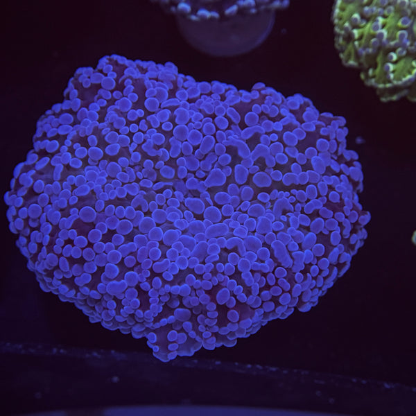 Blue Kingspawn