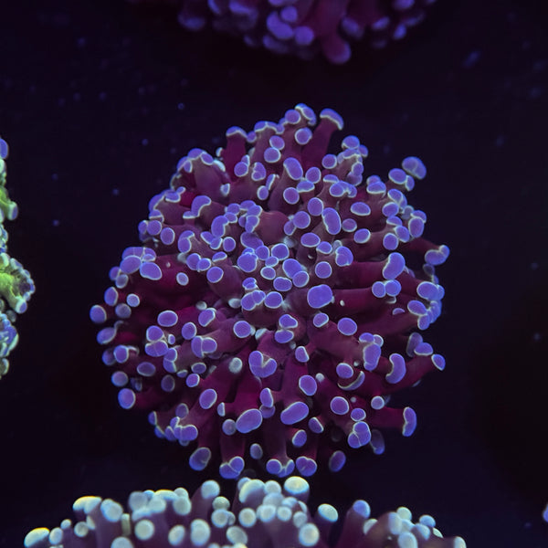 Metallic Purple Kingspawn