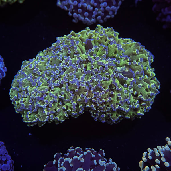 Ultra Bicolor Kingspawn