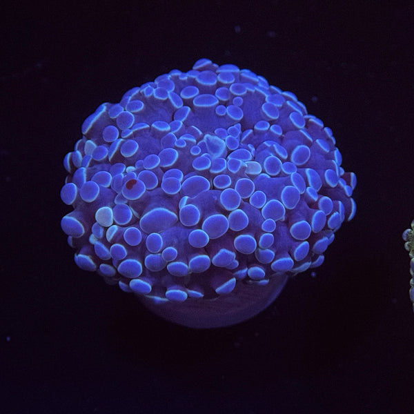 Metallic Blue Kingspawn