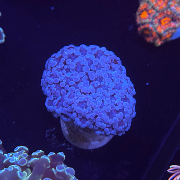 Metallic Blue Kingspawn