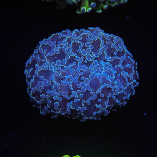 Metallic Blue Kingspawn