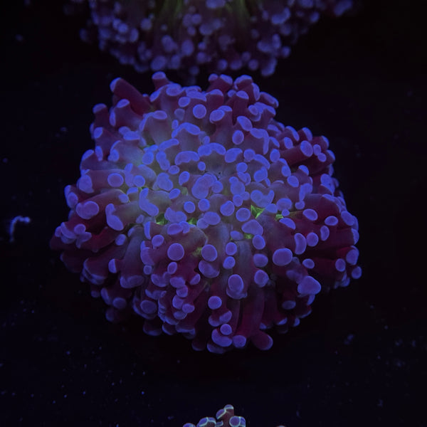 Deep Blue Kingspawn