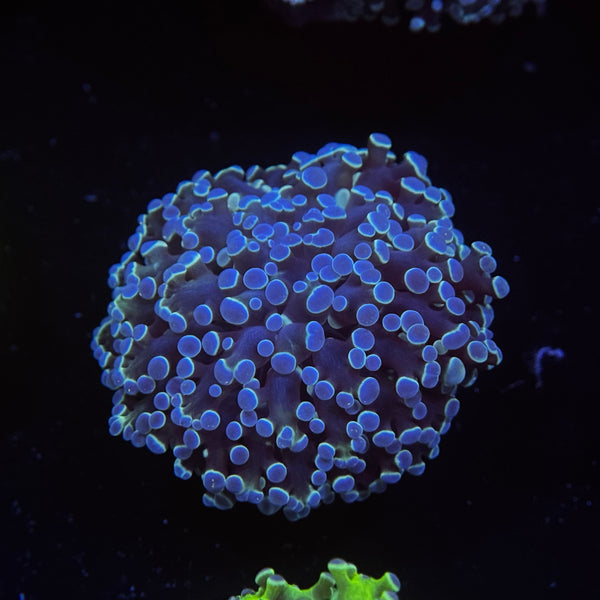 Metallic Blue Kingspawn