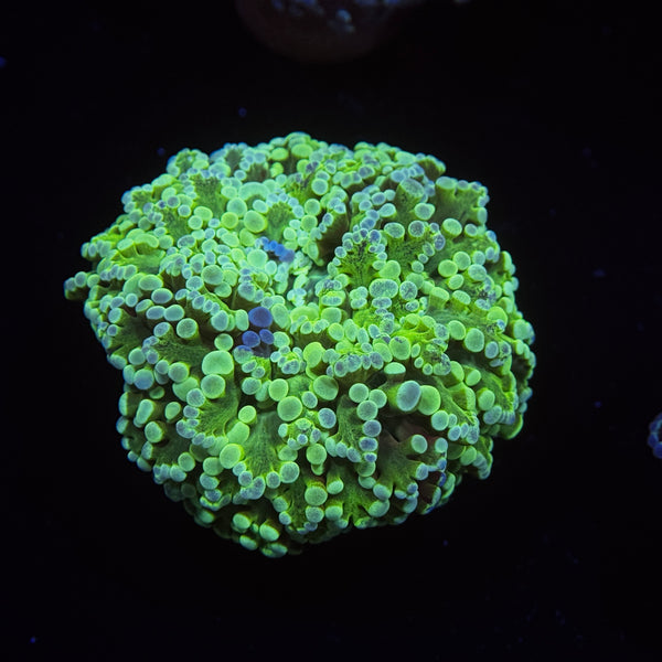 Toxic Lime Kingspawn