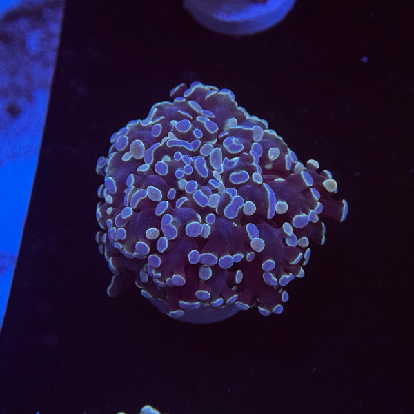 Metallic Blue Kingspawn