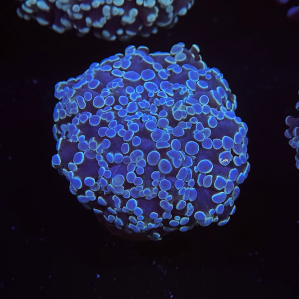 Metallic Blue Kingspawn
