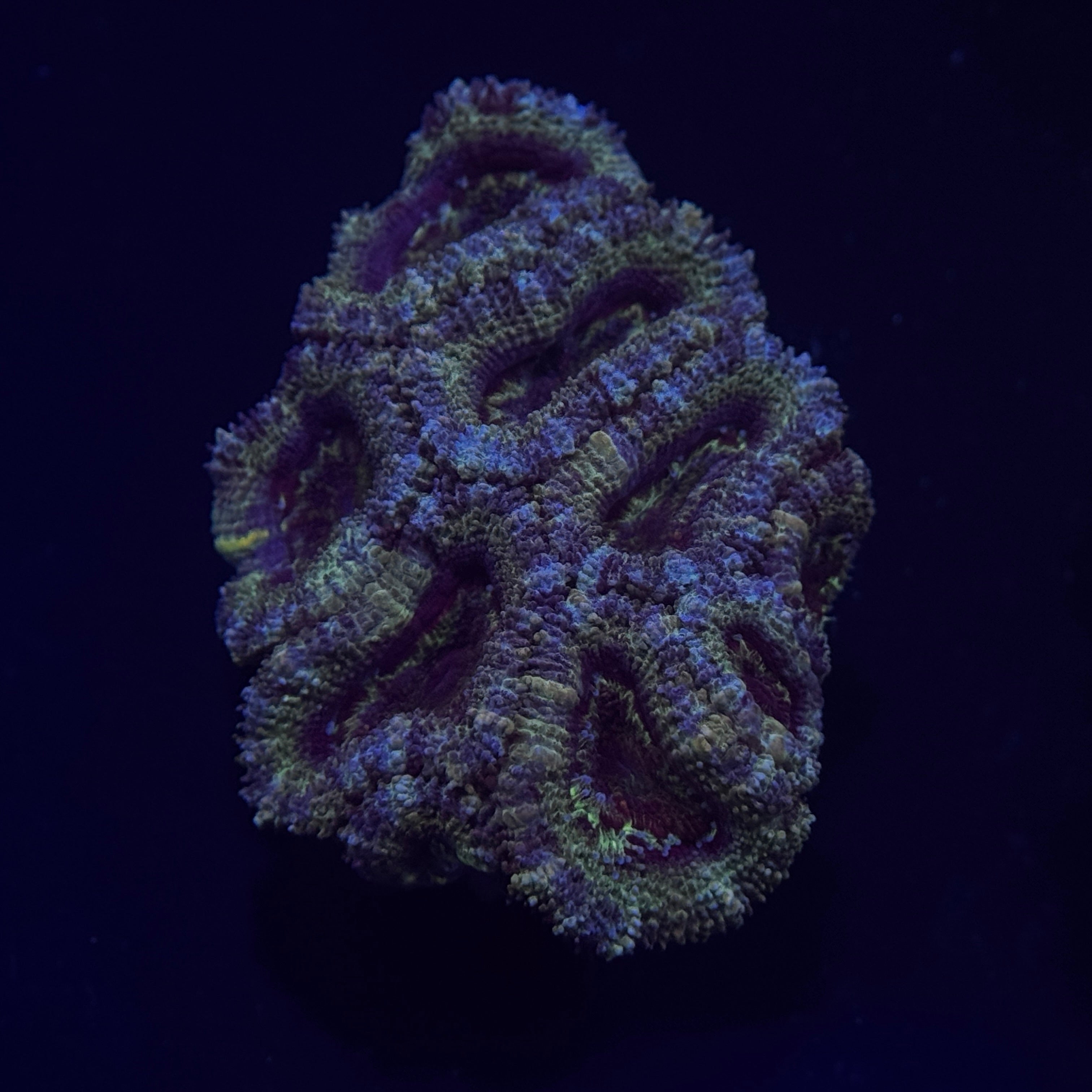 Green Acan Lord