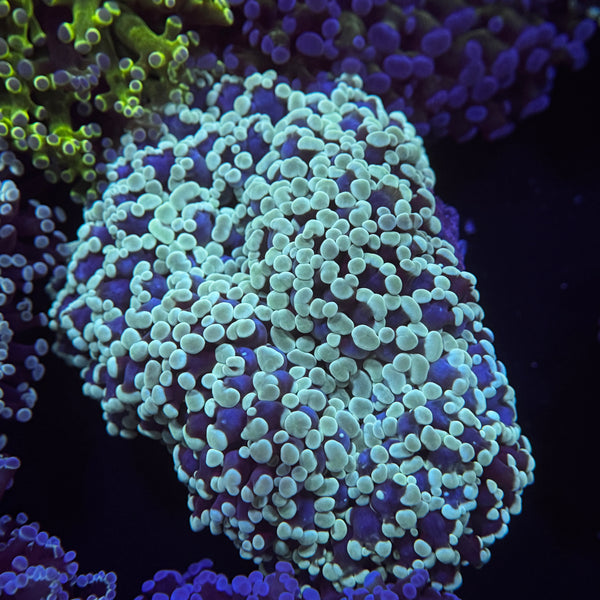 Sapphire Kingspawn