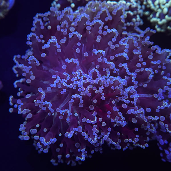 Metallic Blue Kingspawn