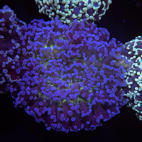 Deep Blue Kingspawn