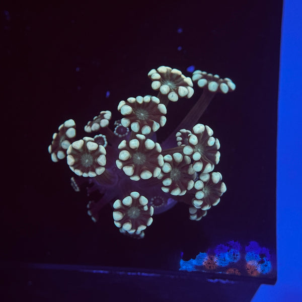 Irish Alveopora